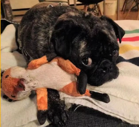 Fox plush dog toy