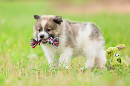 TPR dog squeaky toys