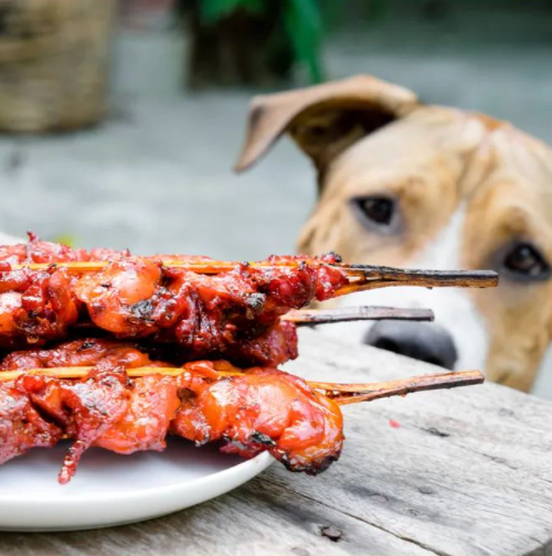 kumakain ng pagkain ang aso