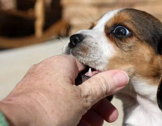 hund befriedigen hand News