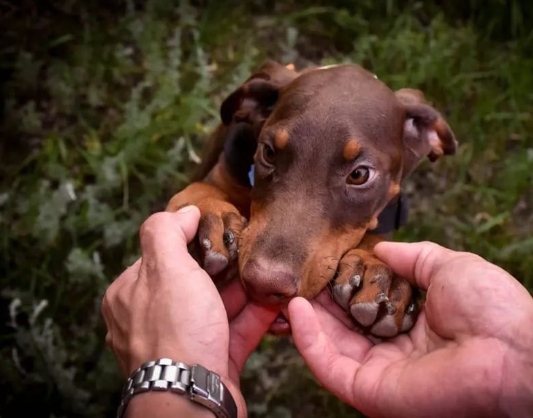 News - Warum beien Hunde ihren Besitzern in die Hnde?