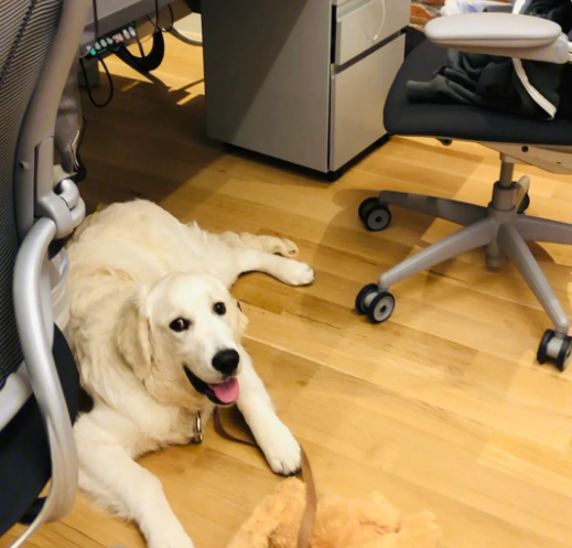 Bring your dog to work