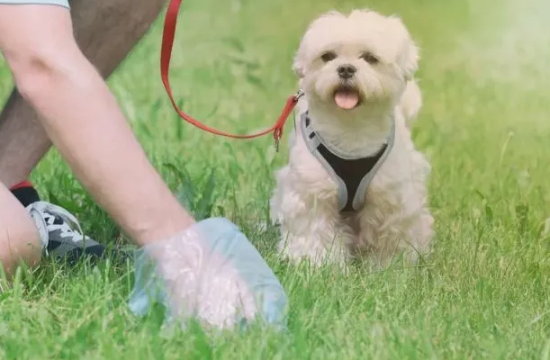 Nettoyer après votre chien