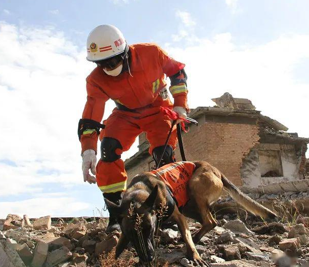 Penyelamatan adegan anjing