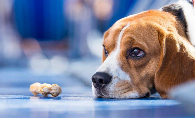 Els gossos responen lents a la depressió