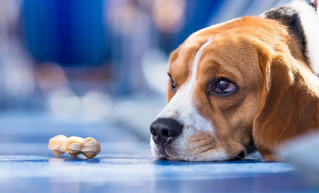 Honde reageer stadig op depressie