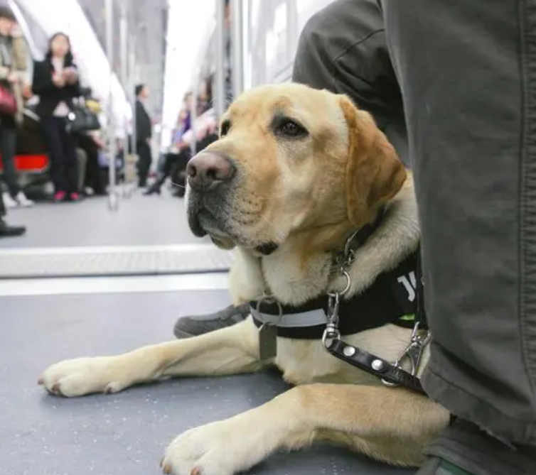 Guide dogs work