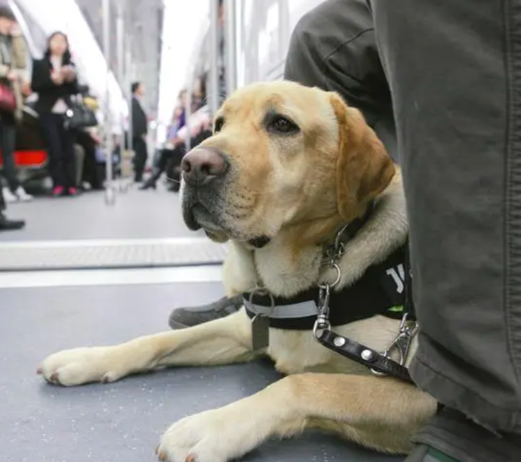 Førerhunde arbejder