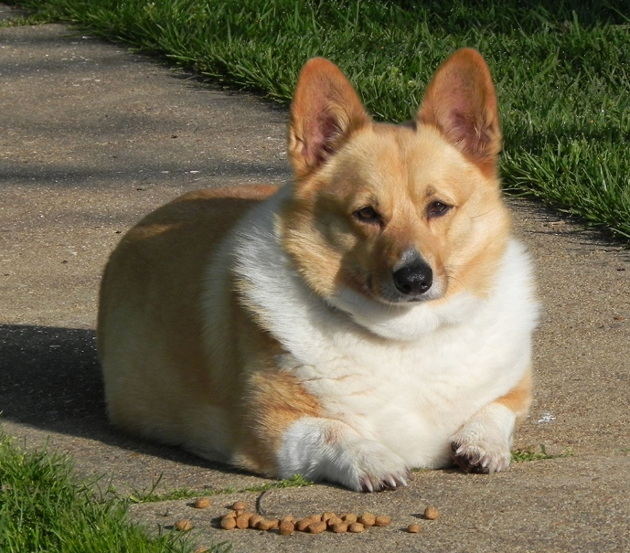 Obesity in dogs