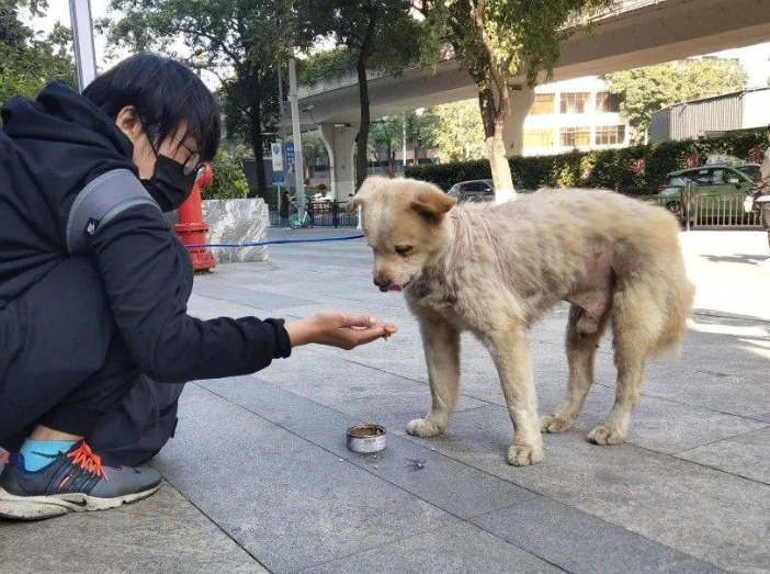 Sauver les chiens errants