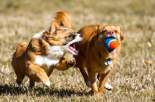 Der Hund kämpft beim Spielen