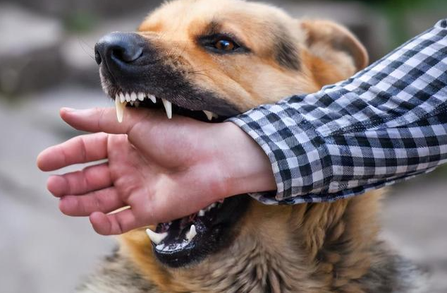 Le chien réagit de manière agressive