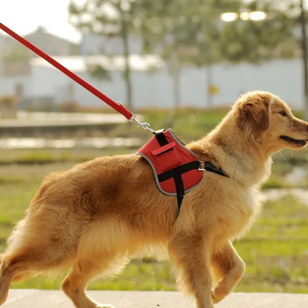 Corda de plom per a mascotes