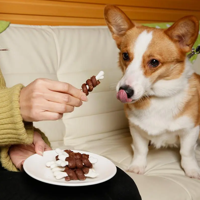 The dog eats snacks
