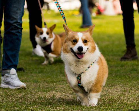 foto anjing berjalan