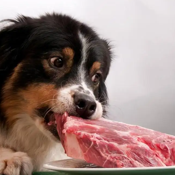 anjing memakan makanan