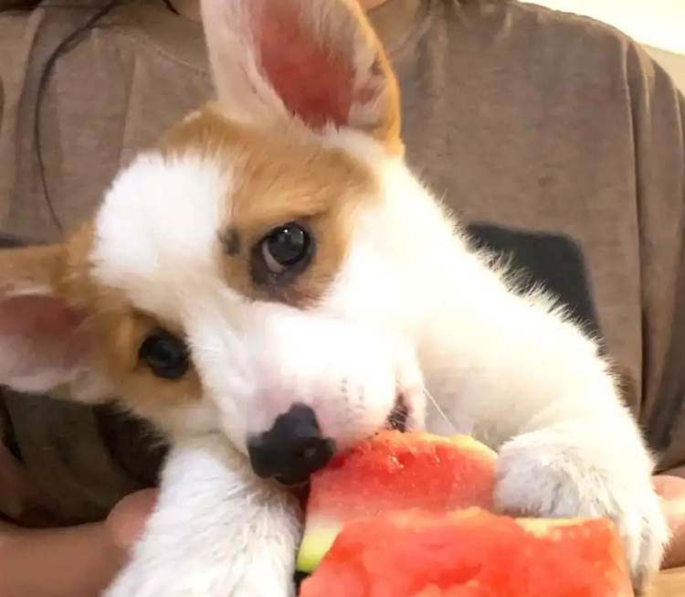 dog eating watermelon