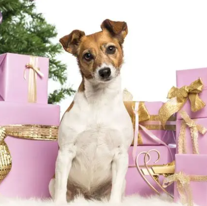 journée des cadeaux pour chiens