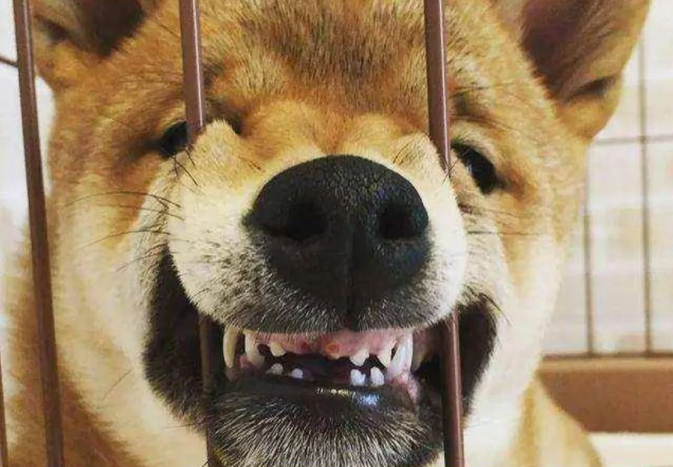 ឆ្កែធ្មេញ