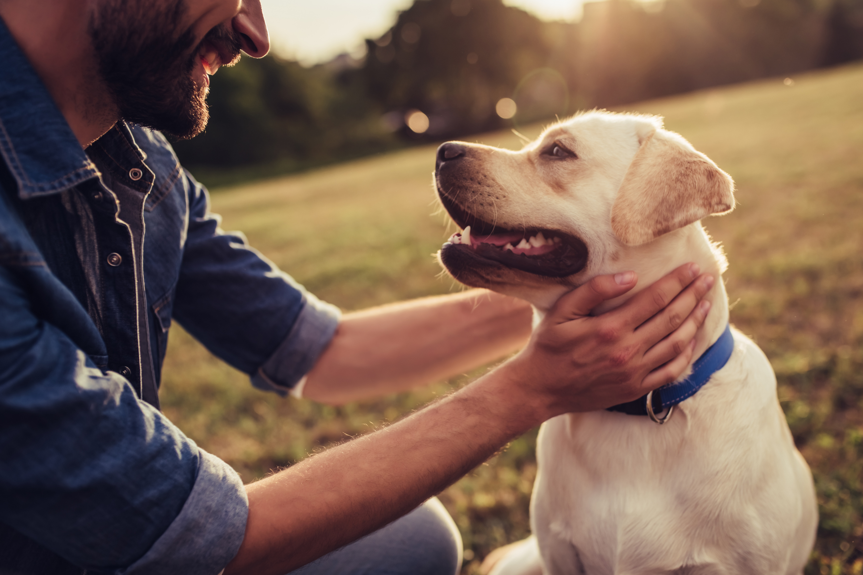 毛小愛-毛孩照どのように顧老犬？